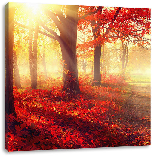 Sonnenstrahlen durch rote Herbstbäume Leinwanbild Quadratisch