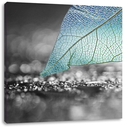 Nahaufnahme weißes Blattgerüst im Regen B&W Detail Leinwanbild Quadratisch