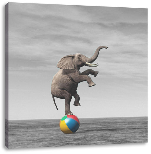 Elefant in der Wüste balanciert auf Ball B&W Detail Leinwanbild Quadratisch