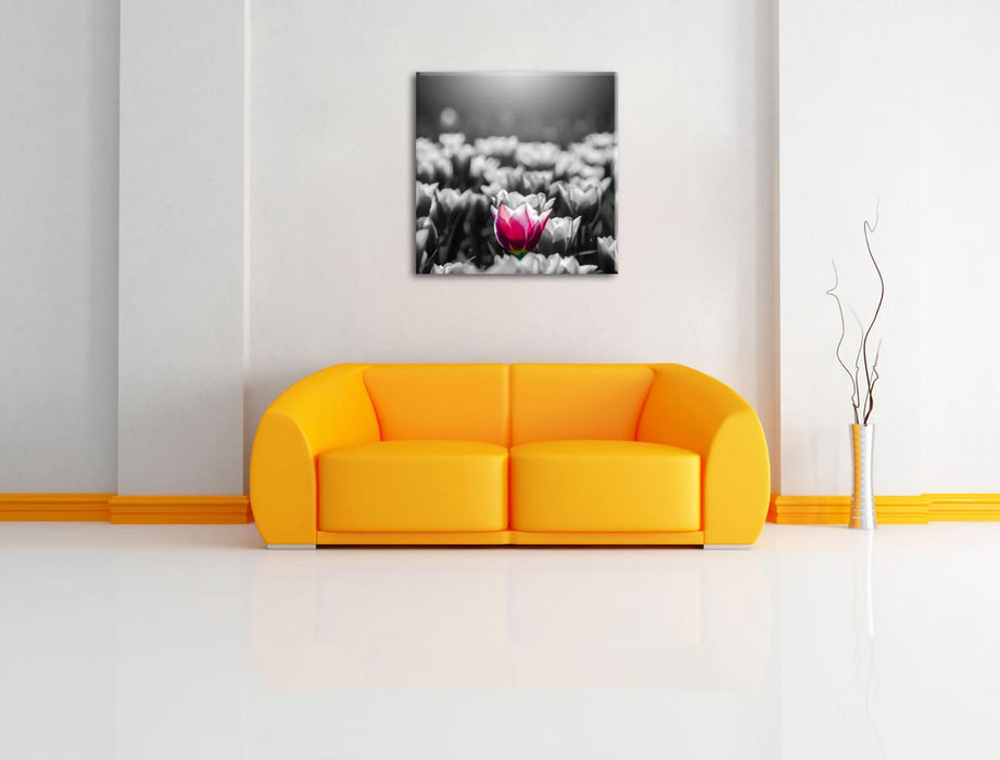 Nahaufnahme zweifarbige Tulpen B&W Detail Leinwanbild Wohnzimmer Quadratisch