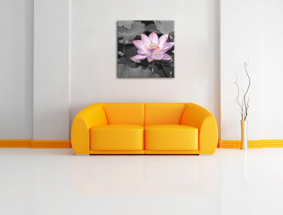 Rosa blühender Lotus Nahaufnahme B&W Detail Leinwanbild Wohnzimmer Quadratisch