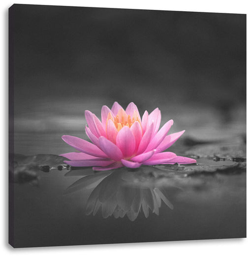 Leuchtende Lotusblüte auf grauer Pfütze B&W Detail Leinwanbild Quadratisch
