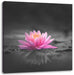 Leuchtende Lotusblüte auf grauer Pfütze B&W Detail Leinwanbild Quadratisch