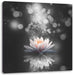 Magische Lotusblüte mit Glitzerstaub B&W Detail Leinwanbild Quadratisch