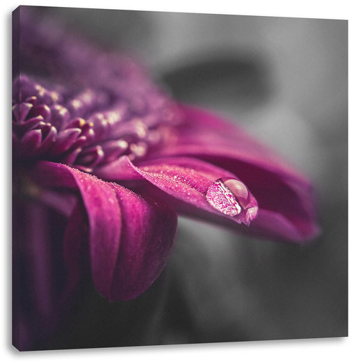 Nahaufnahme Tropfen auf lila Blume B&W Detail Leinwanbild Quadratisch