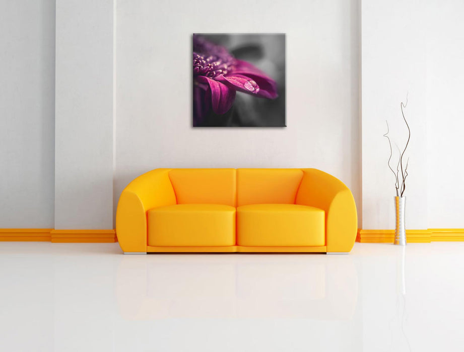 Nahaufnahme Tropfen auf lila Blume B&W Detail Leinwanbild Wohnzimmer Quadratisch