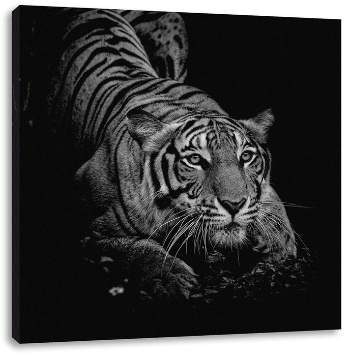 Mächtiger lauernder Tiger, Monochrome Leinwanbild Quadratisch