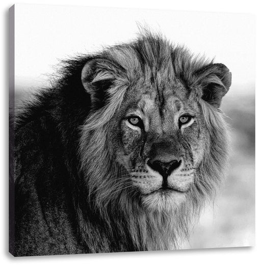 Poträt eines Löwen in der Savanne, Monochrome Leinwanbild Quadratisch