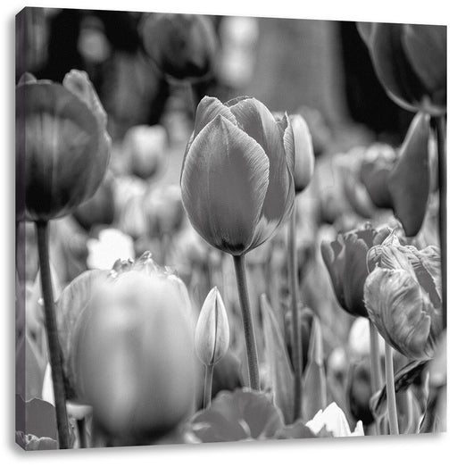 Bunte holländische Tulpen Nahaufnahme, Monochrome Leinwanbild Quadratisch
