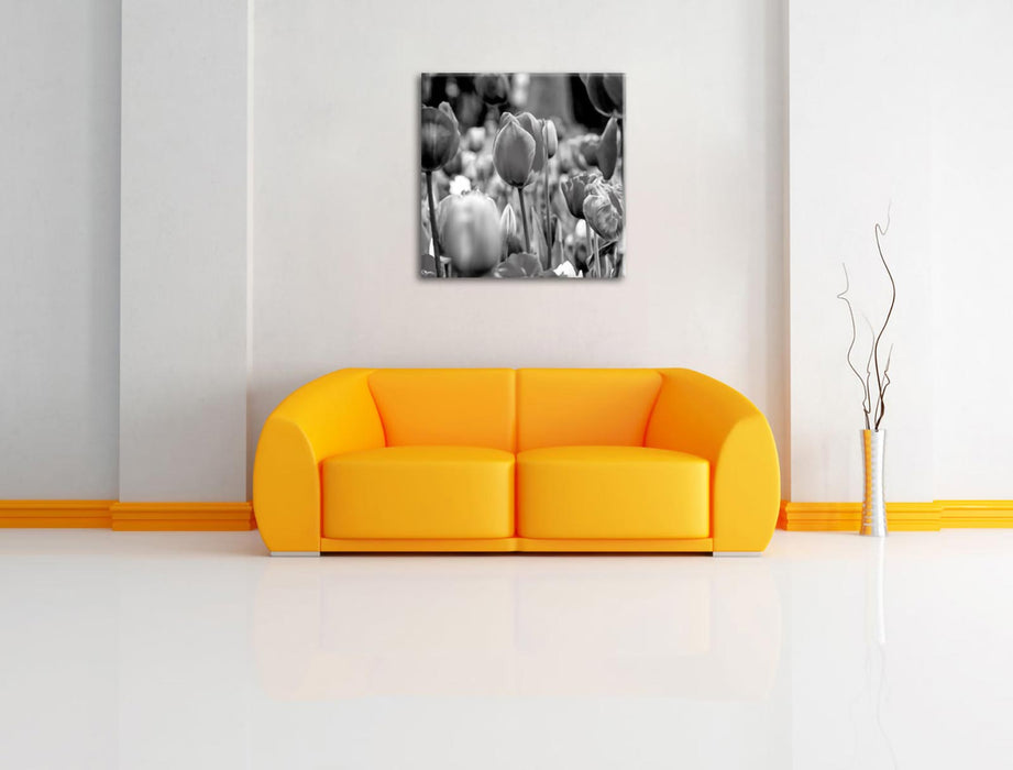Bunte holländische Tulpen Nahaufnahme, Monochrome Leinwanbild Wohnzimmer Quadratisch