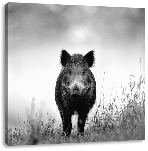Wildschweinauf einer Wiese im Nebel, Monochrome Leinwanbild Quadratisch