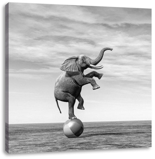 Elefant in der Wüste balanciert auf Ball, Monochrome Leinwanbild Quadratisch