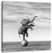 Elefant in der Wüste balanciert auf Ball, Monochrome Leinwanbild Quadratisch
