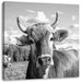 Neugierige Kuh auf Weide im Allgäu, Monochrome Leinwanbild Quadratisch