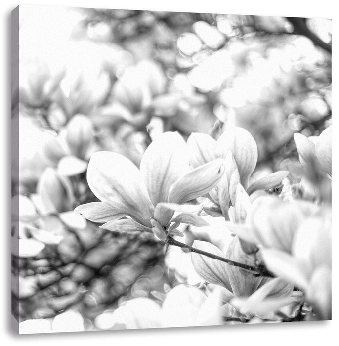 Nahaufnahme blühender Magnolienbaum, Monochrome Leinwanbild Quadratisch