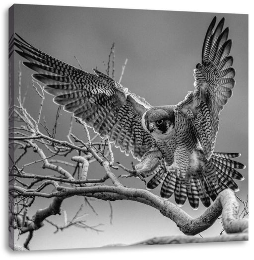 Falke landet auf kahlem Ast, Monochrome Leinwanbild Quadratisch
