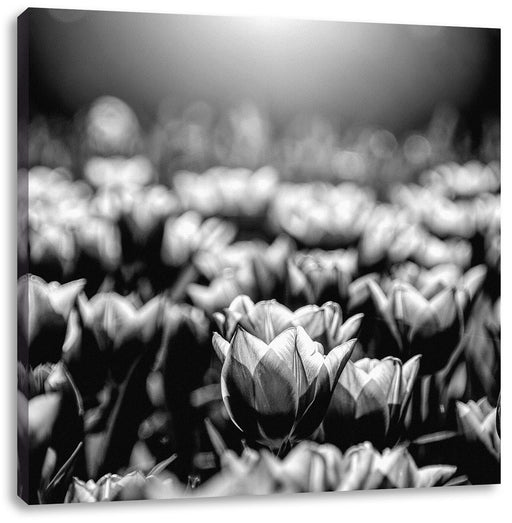 Nahaufnahme zweifarbige Tulpen, Monochrome Leinwanbild Quadratisch
