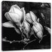 Aufblühende Magnolie isoliert, Monochrome Leinwanbild Quadratisch