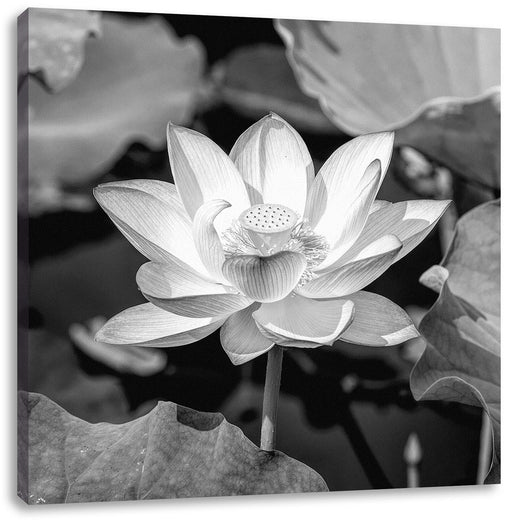 Rosa blühender Lotus Nahaufnahme, Monochrome Leinwanbild Quadratisch