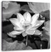 Rosa blühender Lotus Nahaufnahme, Monochrome Leinwanbild Quadratisch
