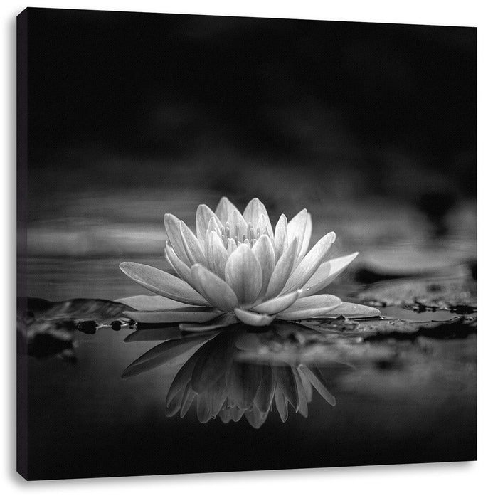 Leuchtende Lotusblüte auf grauer Pfütze, Monochrome Leinwanbild Quadratisch