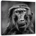 Skeptischer Affe schielt zur Seite, Monochrome Leinwanbild Quadratisch