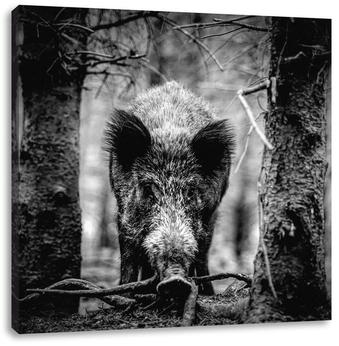 Nahaufnahme Wildschwein im Wald, Monochrome Leinwanbild Quadratisch