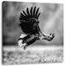 Nahaufnahme Adler bei der Jagd, Monochrome Leinwanbild Quadratisch
