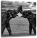 Elefanten Rüssel an Rüssel, Monochrome Leinwanbild Quadratisch