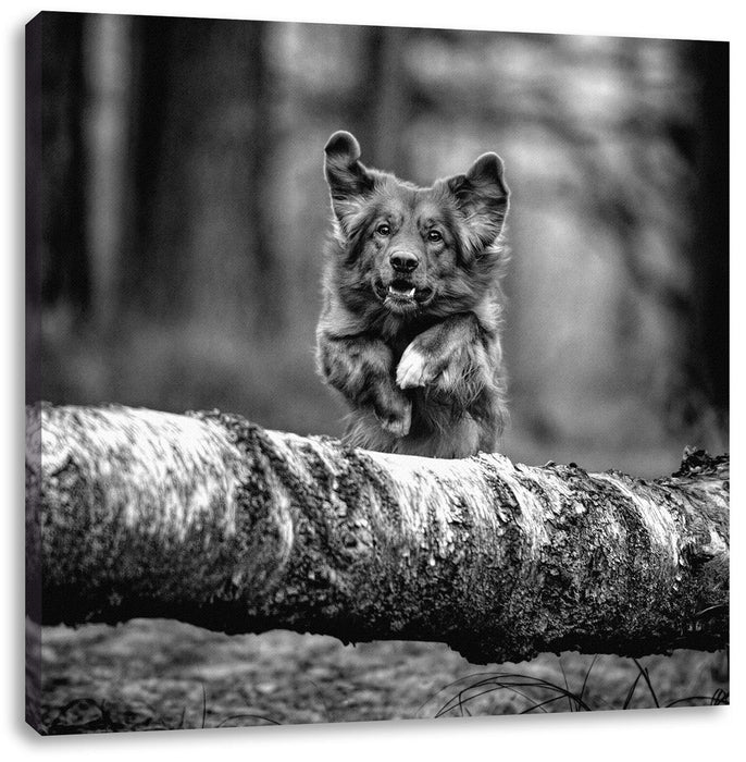 Hund springt über Baumstamm im Wald, Monochrome Leinwanbild Quadratisch