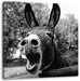 Brüllender Esel im Gehege Nahaufnahme, Monochrome Leinwanbild Quadratisch