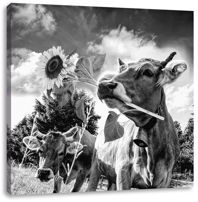 Nahaufnahme Kuh mit Sonnenblume im Maul, Monochrome Leinwanbild Quadratisch