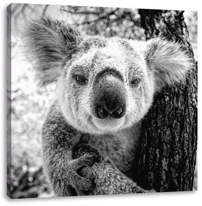 Neugieriger Koala am Baum Nahaufnahme, Monochrome Leinwanbild Quadratisch