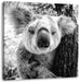 Neugieriger Koala am Baum Nahaufnahme, Monochrome Leinwanbild Quadratisch