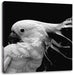 Papagei mit buntem Kamm, Monochrome Leinwanbild Quadratisch