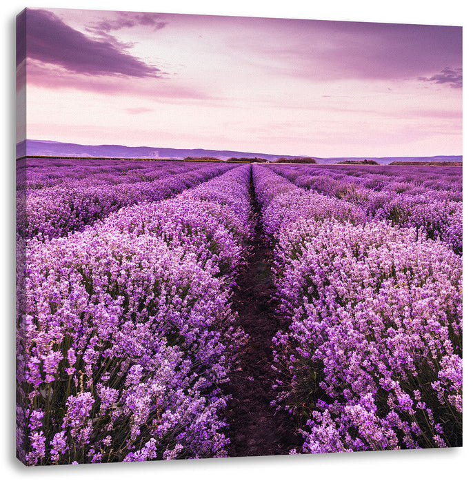 blühendes Lavendelfeld Leinwandbild Quadratisch
