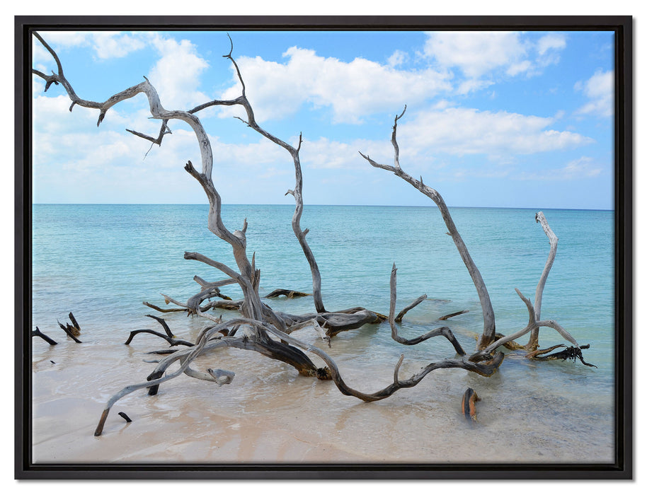 Strand mit Treibholz in Kuba auf Leinwandbild gerahmt Größe 80x60