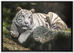 Stolzer weisser Tiger auf Leinwandbild gerahmt Größe 100x70
