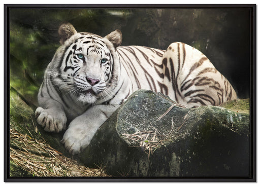 Stolzer weisser Tiger auf Leinwandbild gerahmt Größe 100x70