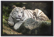 Stolzer weisser Tiger auf Leinwandbild gerahmt Größe 60x40