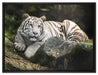 Stolzer weisser Tiger auf Leinwandbild gerahmt Größe 80x60