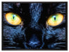 Schwarze Katze mit gelben Augen auf Leinwandbild gerahmt Größe 80x60