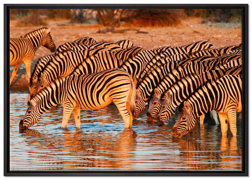 Zebraherde an Wasserloch auf Leinwandbild gerahmt Größe 100x70