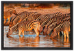 Zebraherde an Wasserloch auf Leinwandbild gerahmt Größe 60x40