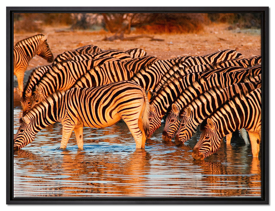 Zebraherde an Wasserloch auf Leinwandbild gerahmt Größe 80x60