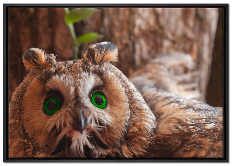 Wachsame Eule auf Leinwandbild gerahmt Größe 100x70