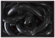 Schwarze elegante Schlange auf Leinwandbild gerahmt Größe 60x40