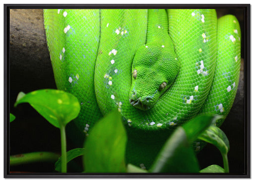 Grüne elegante Schlange auf Leinwandbild gerahmt Größe 100x70
