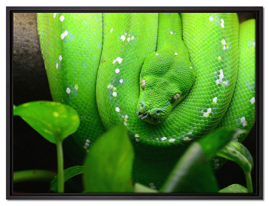 Grüne elegante Schlange auf Leinwandbild gerahmt Größe 80x60