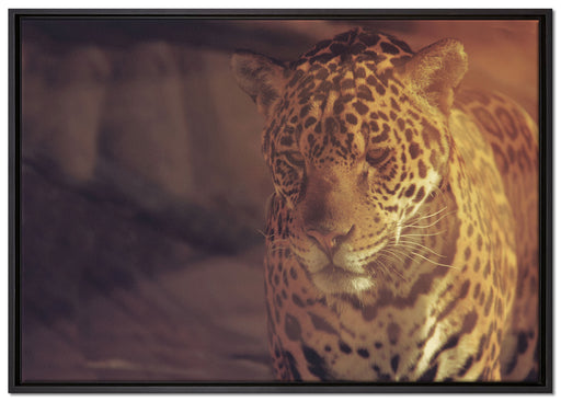 Anmutiger Leopard auf Leinwandbild gerahmt Größe 100x70